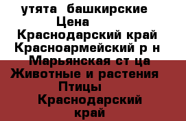 утята  башкирские › Цена ­ 80 - Краснодарский край, Красноармейский р-н, Марьянская ст-ца Животные и растения » Птицы   . Краснодарский край